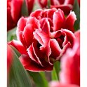 Tulipa double hative 'Willemsoord' PB 7